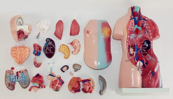 45 см туловище человека модель анатомической структуры человека модель внутренних органов 23 части
