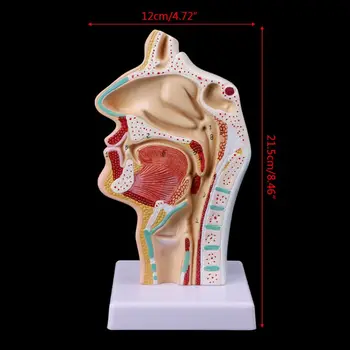 Модель медицинского реквизита Бесплатная почтовая оплата Анатомическая носовая полость Анатомия горла человека Медицинская модель учебного пособия